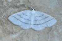 Cabera pusaria