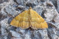 Camptogramma bilineata
