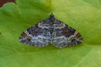 Xanthorhoe spadicearia/ferrugata