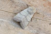 Charanyca trigrammica
