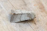 Charanyca trigrammica