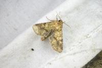 Conisania luteago olbiena