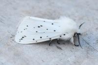Spilosoma lubricipeda