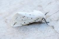 Spilosoma lubricipeda