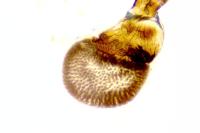 Eupithecia cocciferata
