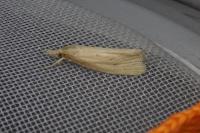 Chilo suppressalis