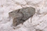 Orthosia incerta