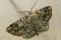 Cleorodes lichenaria