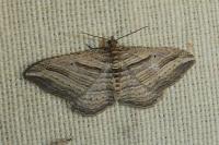 Costaconvexa polygrammata