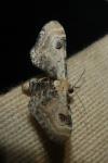 Eupithecia centaureata