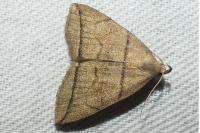 Herminia grisealis
