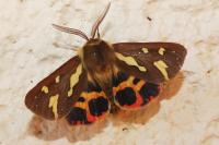 Arctia testudinaria