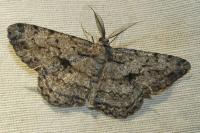 Hypomecis roboraria