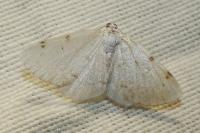 Lomographa bimaculata