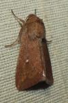 Mythimna albipuncta