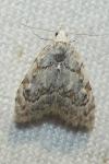 Nola confusalis