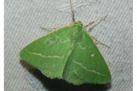 Thetidia smaragdaria