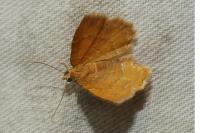 Camptogramma bilineata