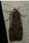 Noctua pronuba