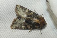 Oligia strigilis/versicolor