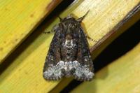 Oligia strigilis/versicolor