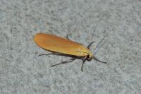 Wittia sororcula
