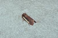 Ochropleura plecta