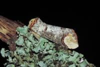 Phalera bucephala
