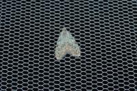 Nola confusalis
