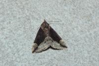 Hypena crassalis
