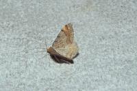 Macaria liturata