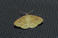 Hylaea fasciaria
