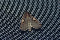 Xestia c-nigrum