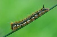 Euthrix potatoria