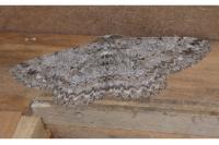 Hypomecis punctinalis