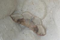 Idaea degeneraria