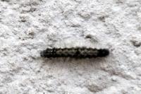 Lithosia quadra