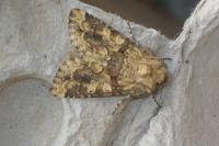 Conisania luteago olbiena