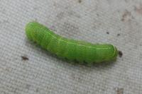 Orthosia cerasi