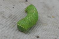 Orthosia cerasi