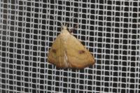 Rivula sericealis