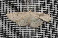 Cyclophora albipunctata