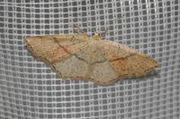 Cyclophora punctaria