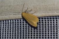 Wittia sororcula