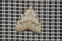 Nola confusalis