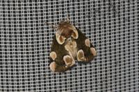 Thyatira batis