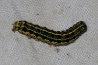 Orthosia miniosa