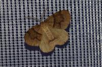 Plagodis pulveraria
