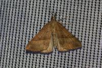 Hypena proboscidalis