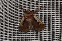 Ochropleura plecta